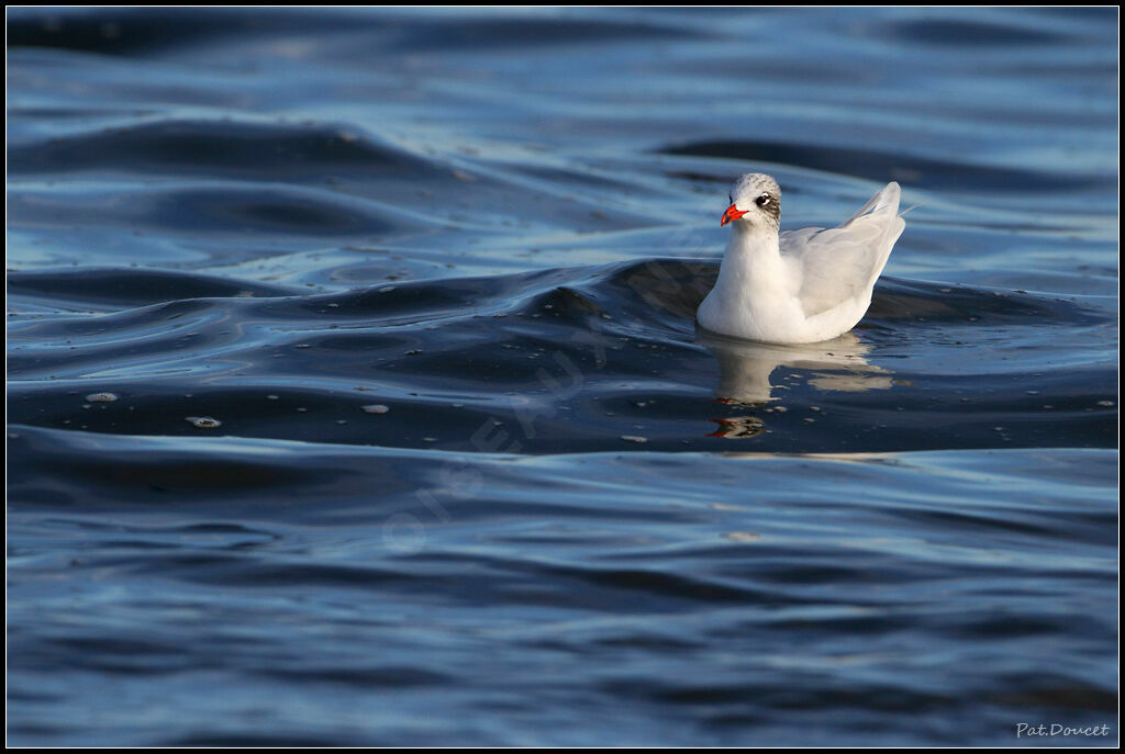 Mediterranean Gull