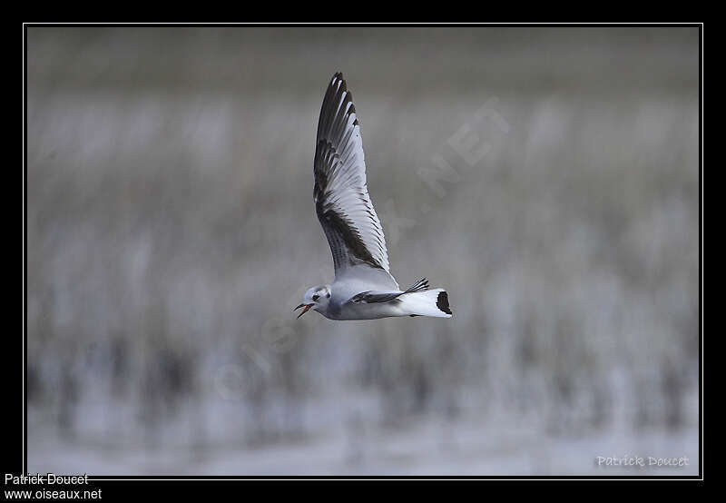 Mouette pygmée2ème année, identification