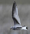 Mouette pygmée