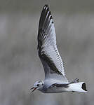 Mouette pygmée