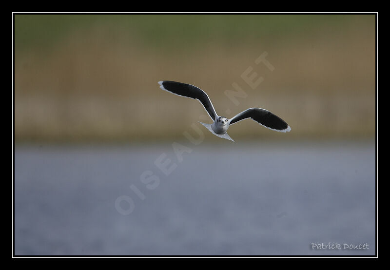 Mouette pygméeadulte