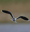 Mouette pygmée