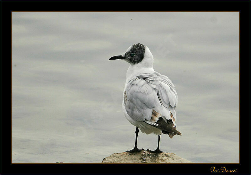 Mouette rieuse