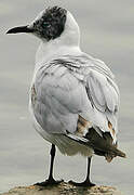 Mouette rieuse