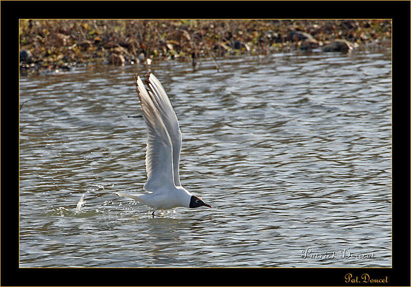 Mouette rieuse