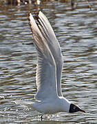 Mouette rieuse