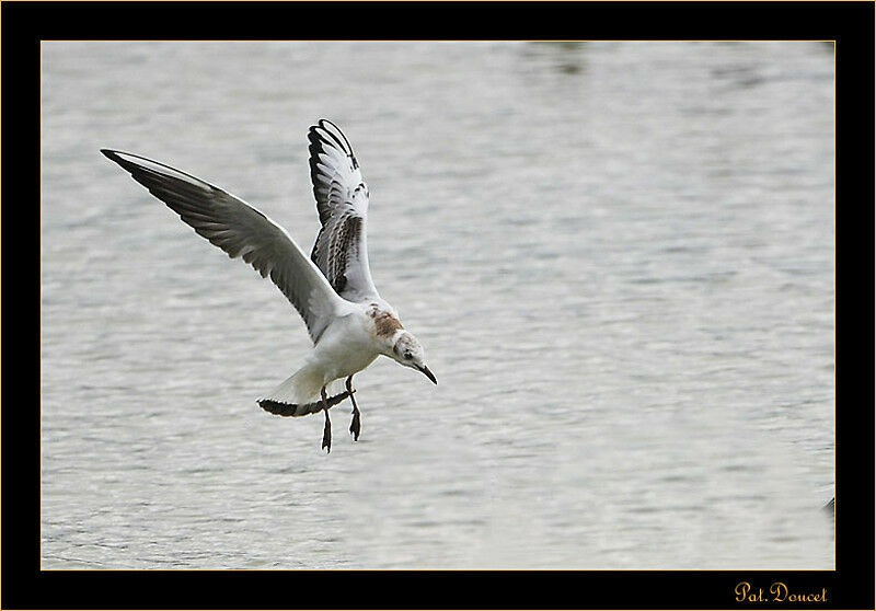 Mouette rieusejuvénile