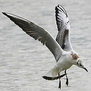 Mouette rieuse