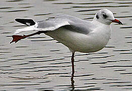 Mouette rieuse