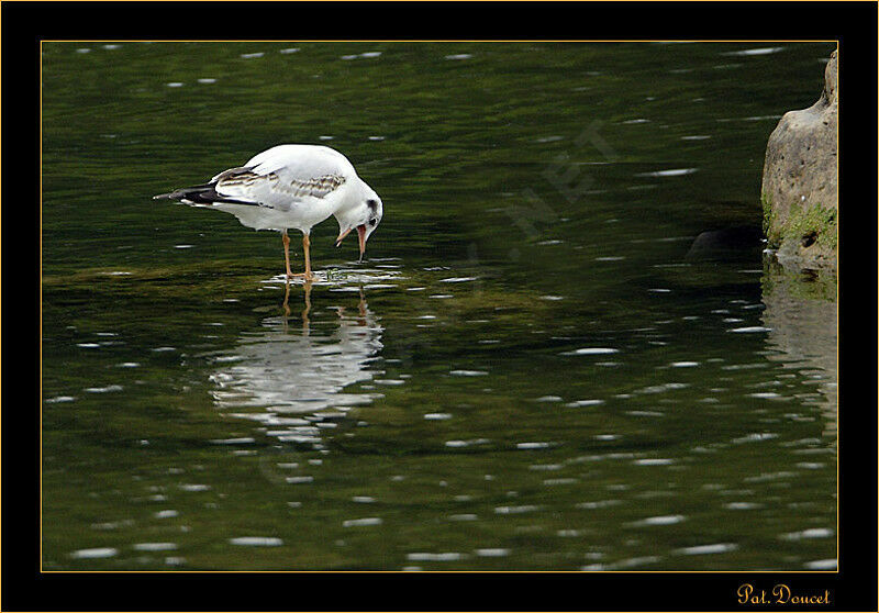 Black-headed Gull