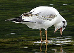 Mouette rieuse