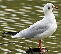 Mouette rieuse