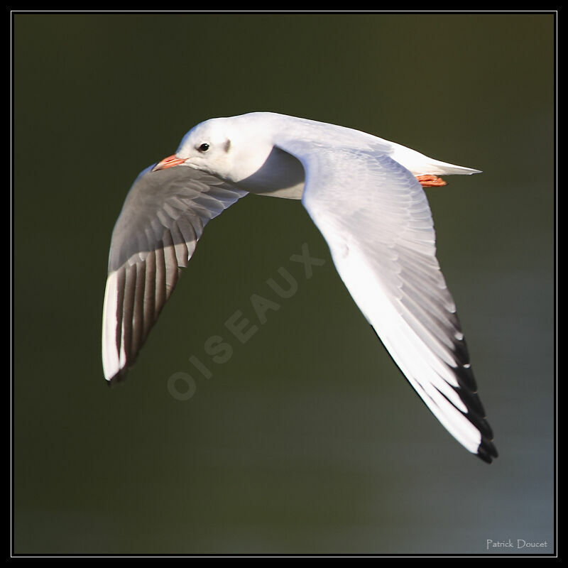 Mouette rieuse