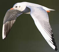 Mouette rieuse