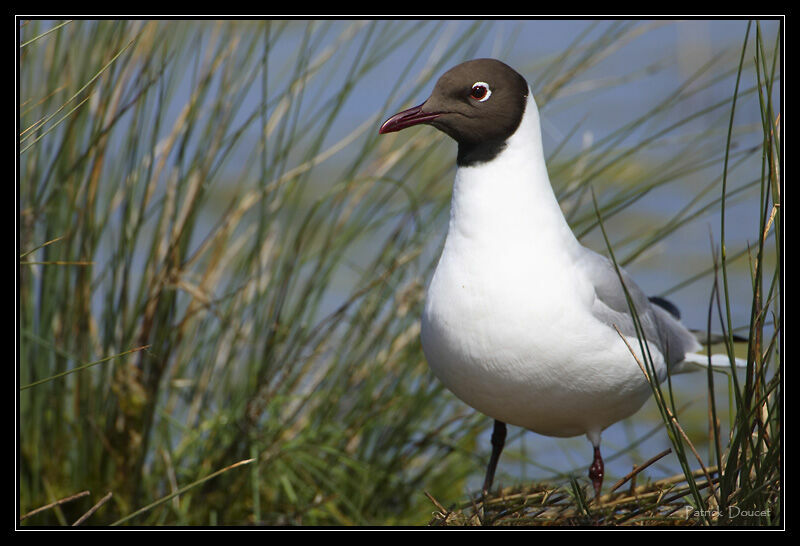 Mouette rieuse