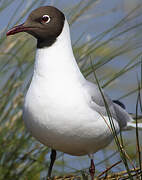 Mouette rieuse