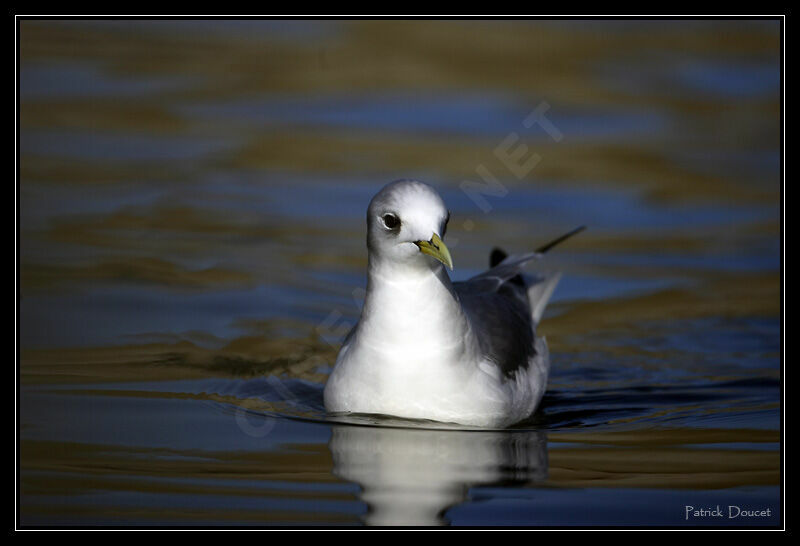 Black-legged Kittiwake