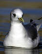 Mouette tridactyle