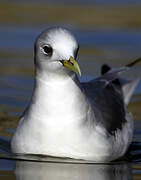 Black-legged Kittiwake