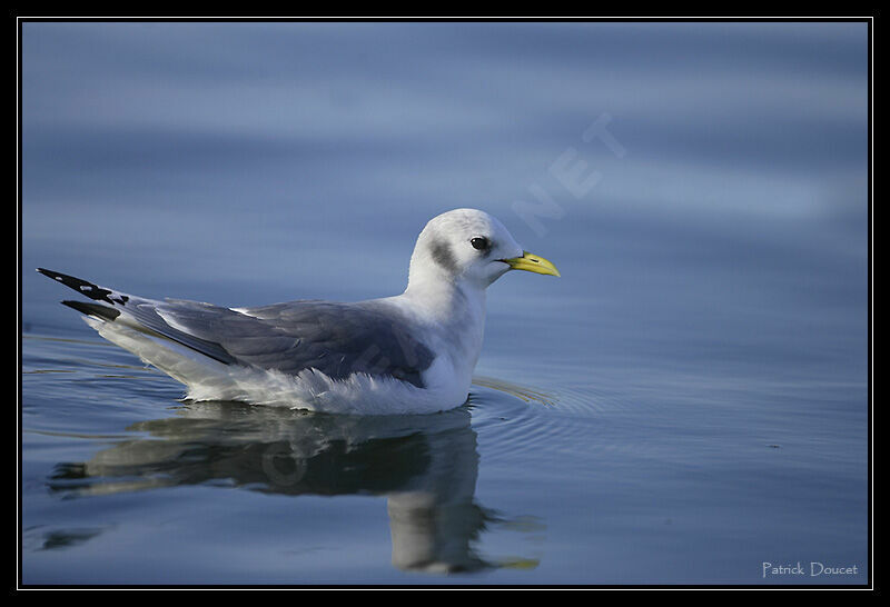 Black-legged Kittiwake