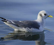 Black-legged Kittiwake