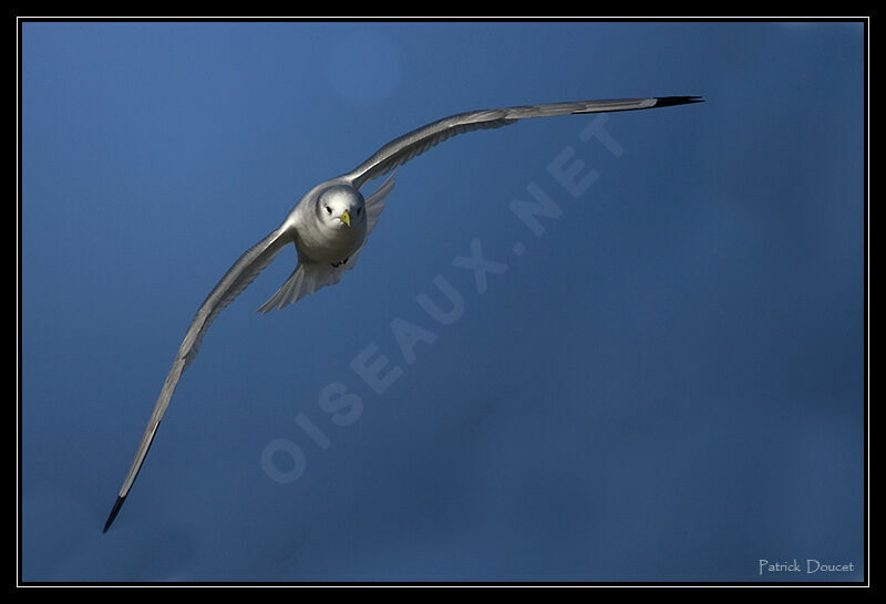 Mouette tridactyle