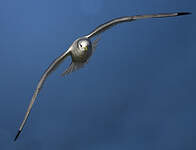 Mouette tridactyle