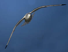 Black-legged Kittiwake