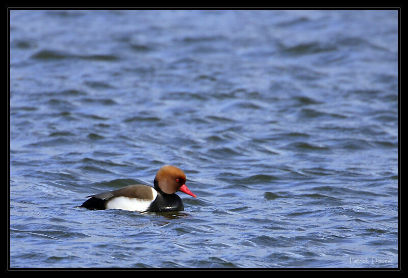 Red-crested Pochard