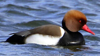 Red-crested Pochard