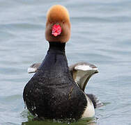 Red-crested Pochard