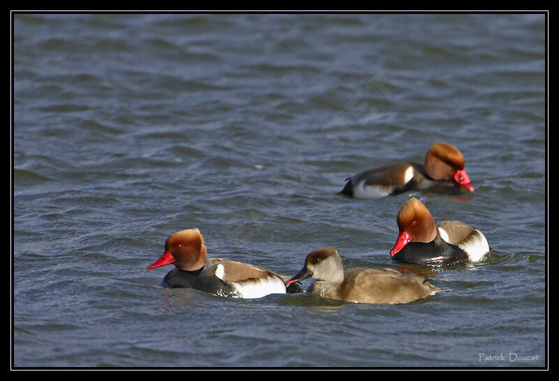 Red-crested Pochard