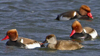 Red-crested Pochard