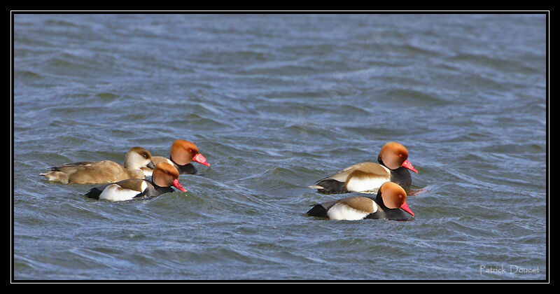 Nette rousse