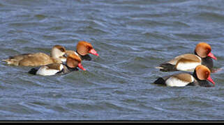 Red-crested Pochard