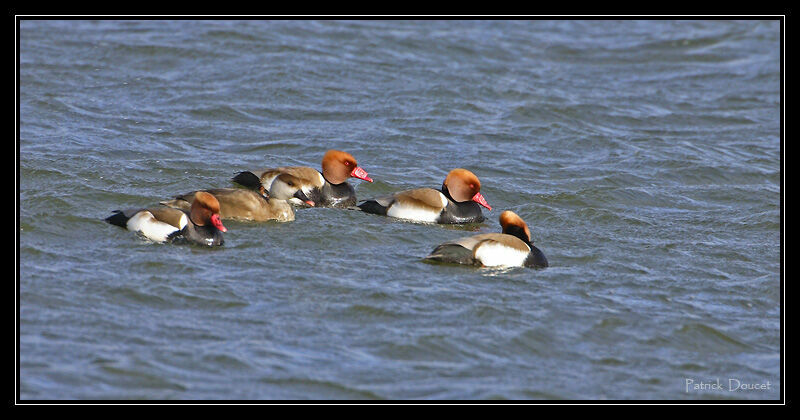 Nette rousse