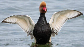 Red-crested Pochard