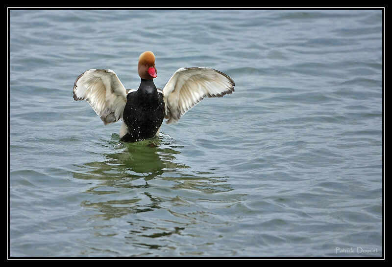 Red-crested Pochard