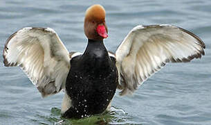 Red-crested Pochard