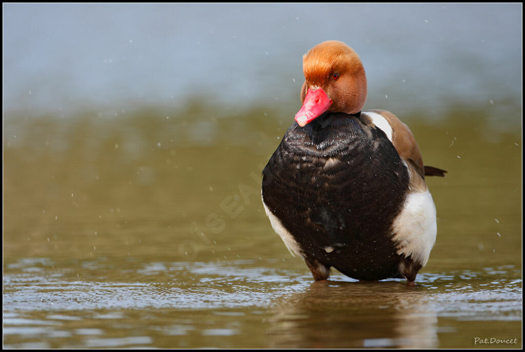 Red-crested Pochard