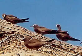 Brown Noddy