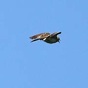 Eurasian Stone-curlew