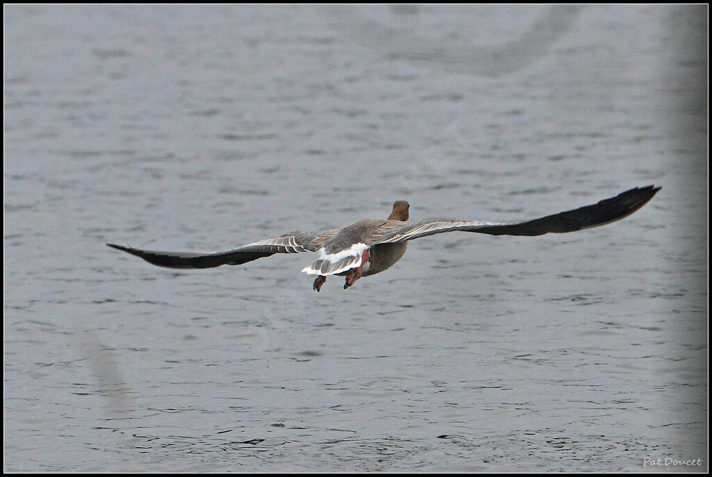 Pink-footed Goose