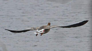 Pink-footed Goose