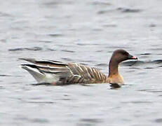 Pink-footed Goose