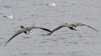 Pink-footed Goose