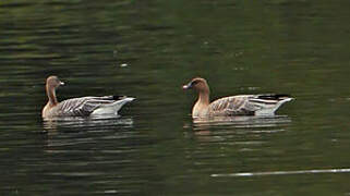 Pink-footed Goose