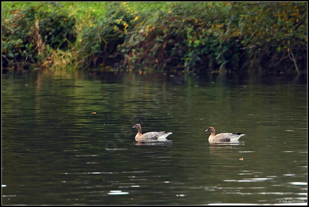 Pink-footed Goose