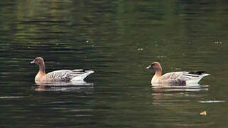 Pink-footed Goose