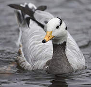 Bar-headed Goose